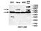 Endoplasmic Reticulum Oxidoreductase 1 Alpha antibody, orb78365, Biorbyt, Western Blot image 