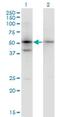 Serpin Family B Member 1 antibody, H00001992-M02, Novus Biologicals, Western Blot image 