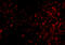 Transient Receptor Potential Cation Channel Subfamily C Member 6 antibody, 3897, ProSci, Immunofluorescence image 