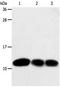 Thioredoxin antibody, orb107610, Biorbyt, Western Blot image 