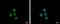 N-Terminal Xaa-Pro-Lys N-Methyltransferase 1 antibody, PA5-35925, Invitrogen Antibodies, Immunofluorescence image 