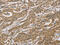 Cytoplasmic FMR1 Interacting Protein 2 antibody, CSB-PA122670, Cusabio, Immunohistochemistry frozen image 