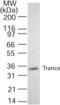 TNF Superfamily Member 11 antibody, ALX-804-243-C100, Enzo Life Sciences, Western Blot image 