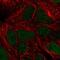 TIMELESS-interacting protein antibody, PA5-63616, Invitrogen Antibodies, Immunofluorescence image 