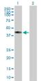 Cytochrome C Oxidase Assembly Factor Heme A:Farnesyltransferase COX10 antibody, H00001352-B01P, Novus Biologicals, Western Blot image 