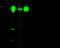PVR Cell Adhesion Molecule antibody, GTX02415, GeneTex, Western Blot image 