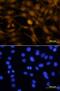 Orthodenticle Homeobox 2 antibody, AF1979, R&D Systems, Immunocytochemistry image 