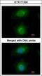 Mevalonate Diphosphate Decarboxylase antibody, GTX111324, GeneTex, Immunofluorescence image 