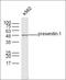 Presenilin 1 antibody, orb11306, Biorbyt, Western Blot image 