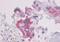 Parathyroid Hormone 1 Receptor antibody, orb85283, Biorbyt, Immunohistochemistry paraffin image 