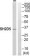 SH2 Domain Containing 5 antibody, abx014881, Abbexa, Western Blot image 