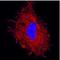 GABA Type A Receptor-Associated Protein antibody, NBP1-71771, Novus Biologicals, Immunocytochemistry image 
