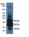 Insulin antibody, LS-C707371, Lifespan Biosciences, Western Blot image 