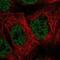 MAP3K7 C-Terminal Like antibody, PA5-65055, Invitrogen Antibodies, Immunofluorescence image 