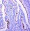 Profilin 2 antibody, PA5-79812, Invitrogen Antibodies, Immunohistochemistry paraffin image 