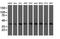 Ubiquitin Conjugating Enzyme E2 J1 antibody, NBP2-45402, Novus Biologicals, Western Blot image 