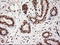 Neurotrophin 4 antibody, LS-C114330, Lifespan Biosciences, Immunohistochemistry frozen image 