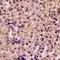 Leukotriene A4 Hydrolase antibody, orb340840, Biorbyt, Immunohistochemistry paraffin image 