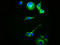 Melanocortin 5 Receptor antibody, LS-C670650, Lifespan Biosciences, Immunofluorescence image 