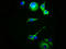 Melanocortin receptor 5 antibody, LS-C670650, Lifespan Biosciences, Immunofluorescence image 