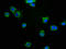 Myelin Associated Glycoprotein antibody, LS-B14925, Lifespan Biosciences, Immunofluorescence image 