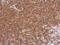 Dysbindin-1 antibody, PA5-27371, Invitrogen Antibodies, Immunohistochemistry paraffin image 