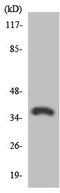 Adenosine A2b Receptor antibody, ab135865, Abcam, Western Blot image 