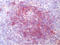 CD25 antibody, AM26760BT-N, Origene, Immunohistochemistry frozen image 