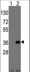 Msh Homeobox 2 antibody, LS-C203773, Lifespan Biosciences, Western Blot image 