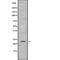 RAB43, Member RAS Oncogene Family antibody, abx218130, Abbexa, Western Blot image 