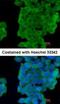 Latexin antibody, NBP1-32525, Novus Biologicals, Immunofluorescence image 
