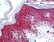 FKHRL1 antibody, AHP2101, Bio-Rad (formerly AbD Serotec) , Western Blot image 