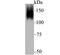 Hypoxia Up-Regulated 1 antibody, A04934-1, Boster Biological Technology, Western Blot image 