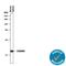 S100 Calcium Binding Protein A9 antibody, MAB2065, R&D Systems, Western Blot image 