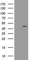 MAGE Family Member A3 antibody, LS-B11677, Lifespan Biosciences, Western Blot image 