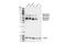 Mesothelin antibody, 99966S, Cell Signaling Technology, Western Blot image 