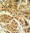 Lipin 2 antibody, GTX81160, GeneTex, Immunohistochemistry paraffin image 