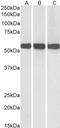 Glutamate Dehydrogenase 1 antibody, LS-B8318, Lifespan Biosciences, Western Blot image 