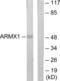 Armadillo Repeat Containing X-Linked 1 antibody, abx013824, Abbexa, Western Blot image 