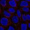 WD repeat-containing protein 72 antibody, PA5-65504, Invitrogen Antibodies, Immunofluorescence image 