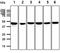 Protein Phosphatase, Mg2+/Mn2+ Dependent 1A antibody, GTX53766, GeneTex, Western Blot image 