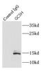 Glycine Cleavage System Protein H antibody, FNab03397, FineTest, Immunoprecipitation image 