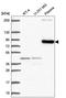 CAP-Gly Domain Containing Linker Protein Family Member 4 antibody, HPA056246, Atlas Antibodies, Western Blot image 