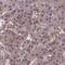 Homeobox D12 antibody, HPA059444, Atlas Antibodies, Immunohistochemistry frozen image 