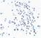 MAFA antibody, A700-067, Bethyl Labs, Immunocytochemistry image 