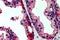 TAO Kinase 3 antibody, NB300-815, Novus Biologicals, Immunohistochemistry paraffin image 