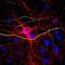 Neurofilament Light antibody, GTX85460, GeneTex, Immunofluorescence image 