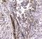 Microtubule Associated Protein 1 Light Chain 3 Alpha antibody, A01543-1, Boster Biological Technology, Immunohistochemistry frozen image 