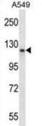 PMS1 Homolog 1, Mismatch Repair System Component antibody, abx028461, Abbexa, Western Blot image 