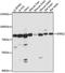 Spire Type Actin Nucleation Factor 2 antibody, A10770, Boster Biological Technology, Western Blot image 